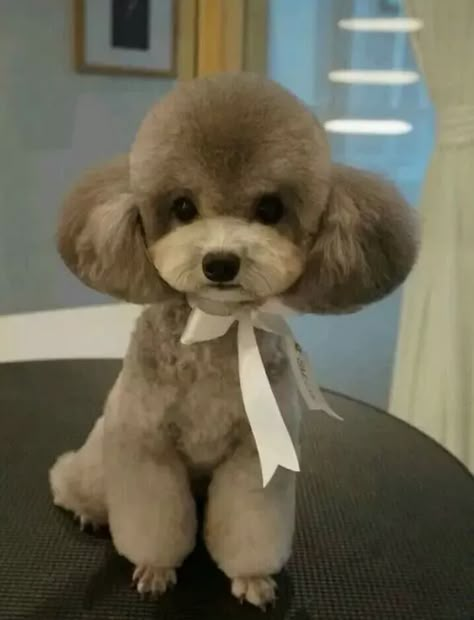 14 Cute Poodle Photos You’ve Ever Seen Toy Poodle Haircut, Teddy Bear Poodle, Toy Poodle Puppy, Cute Poodle, Poodle Hair, Poodle Haircut, Dog Grooming Styles, Poodle Cuts, Teddy Bear Dog