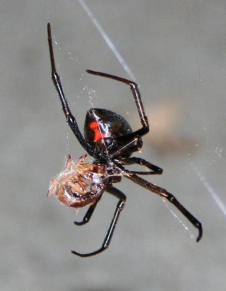 16 Terrifying Tiny Creatures You Dont Want To Encounter Cerebral Paralysis, Venomous Spiders, Spider Eating, Dangerous Spiders, Arachnids Spiders, Spiders And Snakes, Spider Venom, The Black Widow, Tiny Creatures