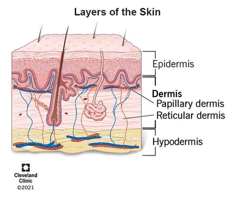 Dermis (Middle Layer of Skin): Layers, Function & Structure Dermis Layers, Pet Scan, Skin Layers, Layers Of The Epidermis, Skin Grafting, Subcutaneous Tissue, Collagen Fibers, Magnetic Resonance Imaging, Sweat Gland