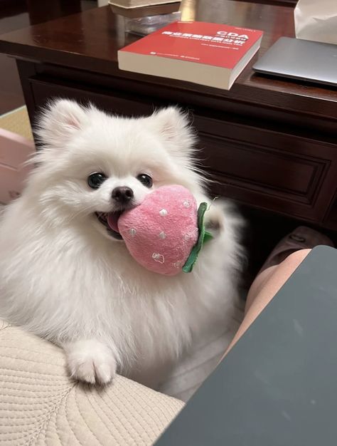 Cute Fluffy Puppies, Dogs Aesthetic, Fluffy Puppies, Cute Animals Puppies, Animals Dogs, Cute Little Puppies, Aesthetic Tumblr, Pomeranian Dog, Pomeranian Puppy