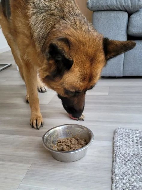 German Shephard is eating food. Eating Snap, Eating Food, Store Hours, German Shepherd Dog, Dog Eating, Shopping Store, Dog Food, German Shepherd, Dog Food Recipes