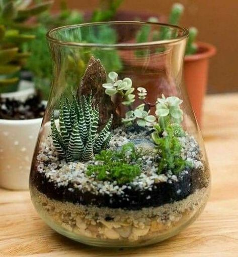 Kaktus Dan Sukulen, Diy Succulent Terrarium, Succulent Garden Indoor, Succulent Garden Design, نباتات منزلية, Terrarium Ideas, Succulent Garden Diy, Mini Gardens, Succulent Gardening