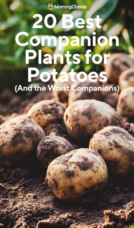 Onion Companion Planting, Potato Companion Plants, Potato Bugs, Growing Parsley, Best Companion Plants, Companion Planting Guide, Chamomile Plant, Companion Planting Vegetables, Companion Gardening