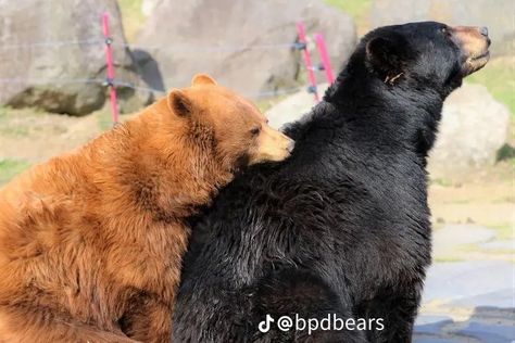 Bears In Love, Black Bears, Bear Pictures, Silly Dogs, Love Bear, Bear Art, Black Bear, Cute Bears, Spirit Animal