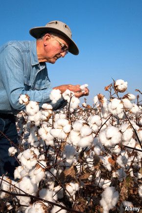 Cotton Plantations, Constitutional Law, Face Washing, Farm Photography, Cotton Fields, The Economist, Sustainable Textiles, Wash Cloths, Fibres Textiles