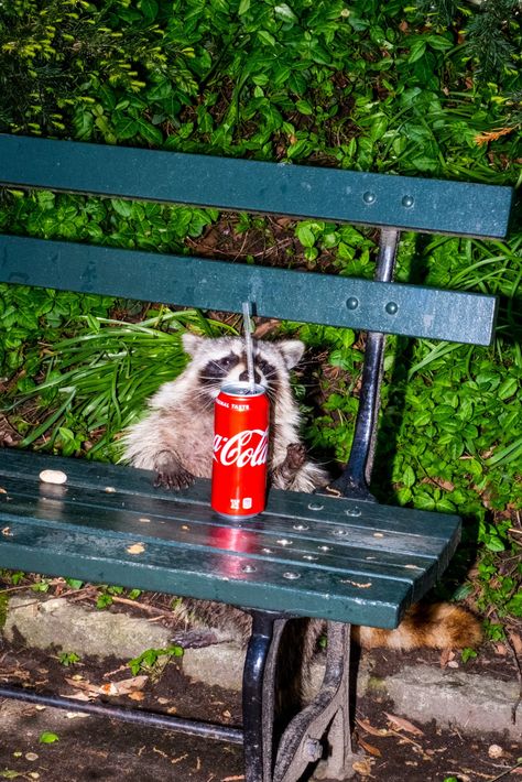 Respect the Hustle of Soda Can Raccoon and Murder Cat - The New York Times Getting Rid Of Raccoons, City Rats, Rat Girl, Under Decks, Urban Nature, Trash Panda, Rare Birds, Park Ranger, Feral Cats