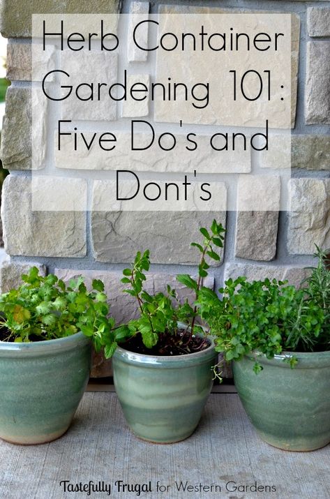 Want to start an herb garden? Here are 5 Dos and Don'ts to help get you started! Western Garden, Herb Container, Container Herb Garden, Herb Containers, Garden Centers, Dos And Don'ts, Gardening 101, Indoor Herb Garden, Herbs Indoors