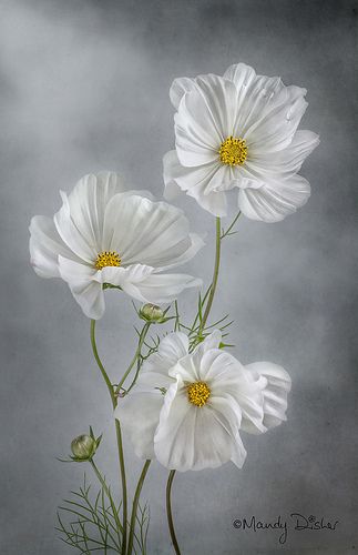 Cosmos | Mandy Disher | Flickr Cosmos Flowers, 수채화 그림, Cat Air, Urban Sketchers, Beginner Painting, Flower Art Painting, Exotic Flowers, Flower Photos, Flower Pictures