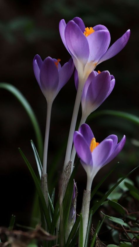 Purple Crocus Flower, Purple Crocus, Crocus Flower, Good Morning Greetings, Morning Greetings, Morning Greeting, Exotic Flowers, Bilbao, Flower Pictures