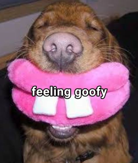 Feeling Silly And Goofy, Cute Animals, Humor, Feelings, Memes, Funny, Animals