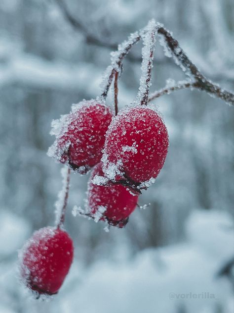 Winter Still Life Photography, Winter Still Life, Life Photography, Still Life Photography, Gin, Still Life, Art Inspiration, Candles, Flowers