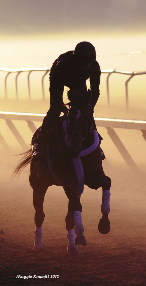 Oklahoma Training Track at Saratoga Race Course.  There's no light quite like Saratoga's morning light. Thoroughbred Racehorse, Thoroughbred Horse Racing, Sport Of Kings, Equine Photographer, Race Horses, No Light, Thoroughbred Horse, Equestrian Sports, Saratoga Springs