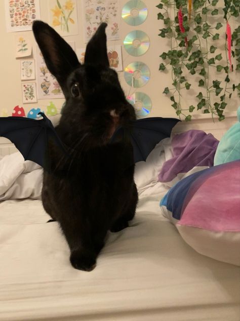 Bunny Ideas, Bunny Care, Cute Bunny Pictures, Black Bunny, Black Rabbit, Pet Bunny, Cute Bunnies, Bunny Pictures, Pet Rabbit