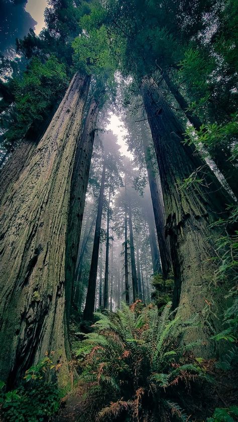 Gods Masterpiece, Humboldt County California, Coastal Redwood, Dappled Sunlight, Redwood National Park, Humboldt County, Tall Trees, Awe Inspiring, Nature Beauty