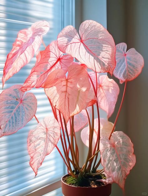 Caladium Pink Symphony, Cute Plants Aesthetic, Pink Caladium, Coleus Seeds, Houseplant Collection, Pink Plants, Home Plants, Lucky Plant, Dark Green Background