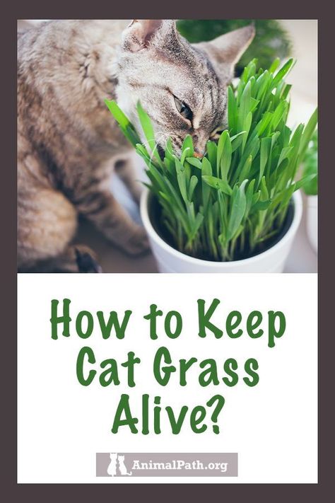 Cat Grass Indoor, Benny And Joon, Growing Wheat Grass, Diy Container Gardening, Cat Grass, What Cat, Cat Garden, Wheat Grass, Pet Hacks