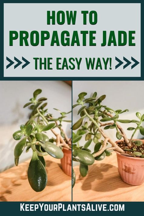 Jade is a beautiful and easy to care for houseplant. It’s also super easy to propagate! Here’s how to propagate jade plants! How To Propagate A Jade Plant, Jade Propagation, Propagating Jade Plants, Propagate Jade Plant, Jade Plant Propagation, Jade Plant Care, Succulent Potting Mix, Plant Tips, Black Thumb