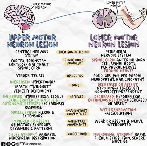 Upper Motor Neuron Vs Lower Motor Neuron, Upper Motor Neuron, Motor Neuron, Peripheral Nerve, Cranial Nerves, Muscle Spasms, Spinal Cord, Neurology, Nervous System