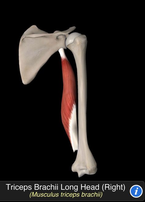 Musculus Triceps Brachii Human Muscle Anatomy, Human Body Anatomy, Muscle Anatomy, Body Anatomy, Body Systems, Food Snapchat, Muscles, Anatomy, Human Body