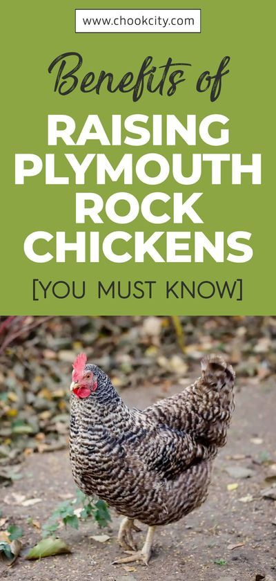 Facts About Chickens, Barred Plymouth Rock Chickens, Barred Rock Chickens, Raising Chickens For Beginners, Molting Chickens, Plymouth Rock Chicken, Chicken Facts, Chicken And Eggs, Chicken Tips