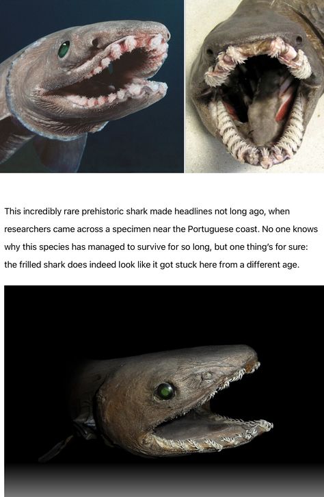 Frilled shark. Credits unknown. Angular Rough Shark, Shark Eyes, Frilled Shark, Unusual Animal Friendships, Pretty Fish, Shark Tattoos, Cute Shark, Interesting Animals, Animals Friendship