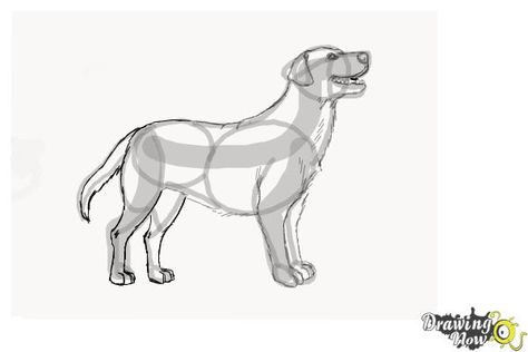 How to Draw a Black Labrador Retriever - Step 8 Draw Labrador, Draw A Labrador, Dog Drawing Simple, Labrador Retriever Art, Drawing Steps, Easy Step By Step Drawing, Snake Drawing, Drawing Lessons For Kids, Puppy Drawing