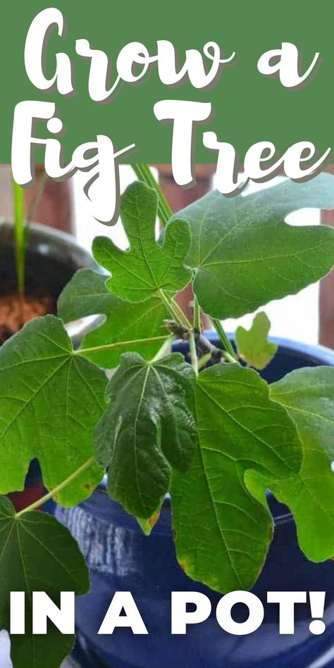 fig plant in a blue pot Fig Tree Garden, Fig Plant Indoor, Fig Tree Care, Indoor Fig Trees, Growing Figs, Growing Fig Trees, Fig Leaf Tree, Attainable Sustainable, Fig Tree Plant