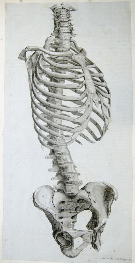 Engraving showing side view of the bones of the torso by Andrew Bell, pasted into: Anatomy improv'd and illustrated with regard to the uses thereof in designing. (London: John Senex, 1723).  This volume of engraved plates and text was originally published in Rome in 1691, and was re-engraved and republished in London in 1723. The dissections were done for the Italian edition by Bernardino Genga, Professor of Anatomy and Surgery and physician in the hospital of San Spirito in Rome, and the ex... Torso Anatomy, Human Skeleton Anatomy, Skeleton Anatomy, Male Figure Drawing, Skeleton Drawings, Human Bones, Human Anatomy Drawing, Human Figure Drawing, Human Skeleton