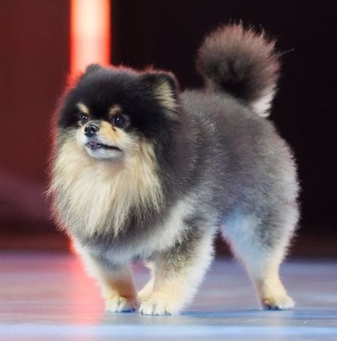 #yeontan #pomeranian #cutedog #kimtaehyung #korean #tannie #tan #cutiepie #idol Yeontan Pictures, Bts Dogs, Slow Dancing, Pomeranian Dog, Dance Photos, V Taehyung, Inner Child, Bts Book, Bts V