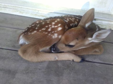 Fawns Deer, Girl Interrupted, Weird Things, Lana Del Ray, Oh Deer, Silly Animals, Baby Deer, Girls World, Spirit Animal