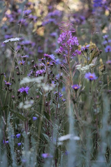 Lady Freyja, Vera Aesthetic, Mountain Meadow, Lavender Cottage, Wild Flower Meadow, Wildflower Meadow, Spring Wallpaper, Gender Envy, Nature Aesthetic