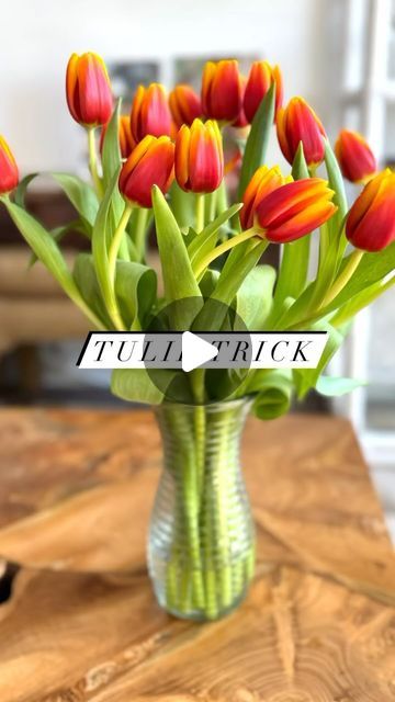 Noocx® - Smart Gadgets on Instagram: "🌷🌷How I get tulips to stand up straight 🌷🌷 Great content by @deborahdalfovo ! For more of her content, go follow her 💪

Are your tulips droopy? Don’t despair…get them to stand straight up with my simple trick.

Tulips tend to bend and droop but make them stand tall by doing these simple steps:

1️⃣ Cut an inch off the bottom of the stems at a diagonal
2️⃣ Fill a vase with only 2 inches of cold water, about the width of 3 fingers.
3️⃣ Drop a copper penny or two in the water (I only used one) then arrange the tulips in the vase and watch what happens…

After anywhere from a couple hours ⏰ to overnight they go from curved and droopy to standing straight and tall. Mine greeted me in the morning with a salute 🫡.

Simply gorgeous! Change the water ever Cut Tulips In Vase, Arranging Tulips In A Vase, How To Arrange Tulips In A Vase, Tulip Flower Arrangements Vase, Tulip Centerpiece Simple, Tulip Vase Arrangement, How To Arrange Flowers In A Vase, Tulip Flower Arrangements, Tulip Arrangement Ideas