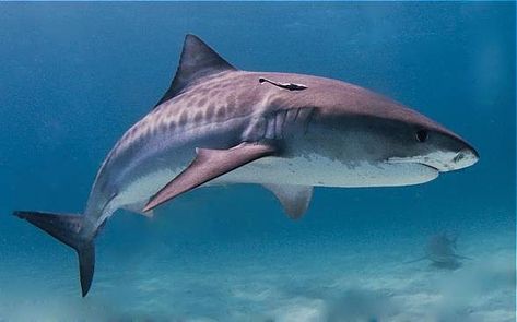 Baby Tiger Shark, Sharks Scary, Types Of Sharks, Species Of Sharks, Small Shark, Bull Shark, Shark Tattoos, Tiger Shark, Dangerous Animals