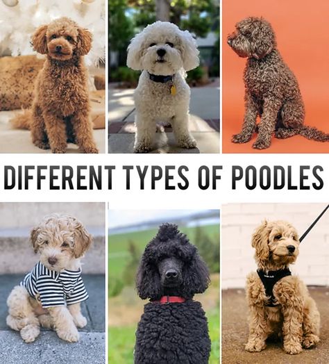 Classifying Different Types of Poodles, an Overview - PetHelpful Moyen Poodle, Best Small Dog Breeds, Poodle Mix Breeds, Miniature Poodle Puppy, Best Small Dogs, Poodle Mix Dogs, Popular Dog Breeds, Most Popular Dog Breeds, Miniature Poodle