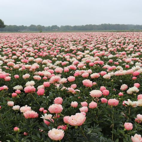 My Peony Society’s Instagram profile post: “Can’t wait to visit these dreamfields again in 2021 @paeonbv 🥰🌸💕 #mypeonysociety #peony #floristic #peonies #flowergram #peoniesbouquet…” Fleur Aesthetic, Peony Farm, Cd Design, Flower Farmer, Plant Aesthetic, First Day Of Spring, Peonies Bouquet, Flower Farm, Peony Flower