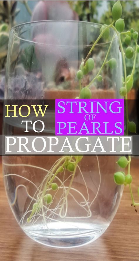 Plant Parenthood, Flower Tips, Gardening Indoors, String Of Pearls Plant, Suncatcher Diy, Unique Garden Decor, Fish Tank Plants, Propagating Succulents, Creek Bed