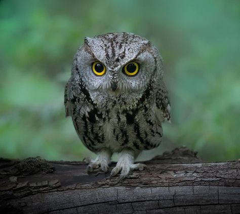 Western Screech Owl, Screech Owl, Owl Art, Crows, Post On Instagram, Owls, Eagles, Birds, Animals