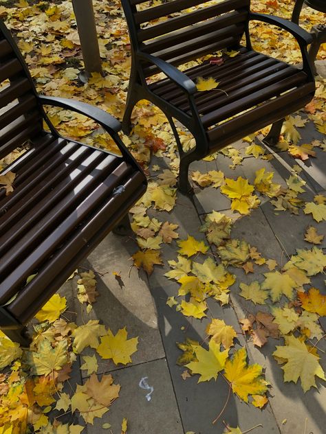 Fall Aesthetic Yellow, Fall Yellow Aesthetic, Yellow Leaves Aesthetic, Yellow Fall Aesthetic, Canada Autumn, Fall Yellow, Yellow Autumn, Yellow Leaf, Urban Aesthetic