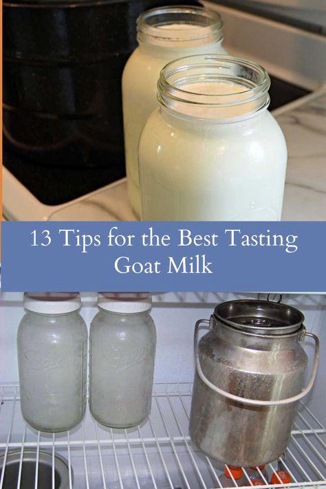 13 Tips for the best tasting goat milk Tallow Recipe, Alpine Goats, Keeping Goats, Goat Milking, Goat Pen, Goat Milk Recipes, French Vanilla Creamer, Goat Recipes, Milk Benefits