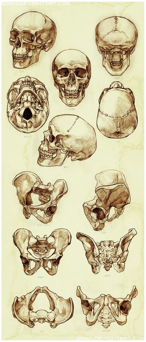 ANATOMY TUTORIAL Anatomy Bones, Skull Reference, Skeleton Anatomy, Human Anatomy Art, Anatomy Sketches, Anatomy For Artists, Anatomy Drawing, Anatomy Reference, Skeletal