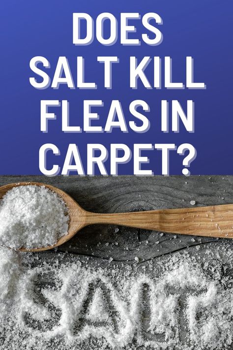 Does salt kill fleas in carpet? How effective is this readily available item in killing unwanted pests? Kill Fleas In Carpet, Fleas Home Remedies, Killing Fleas, Flea Remedies, Bug Repellent, Home Remedies, Take A, Salt, Look At