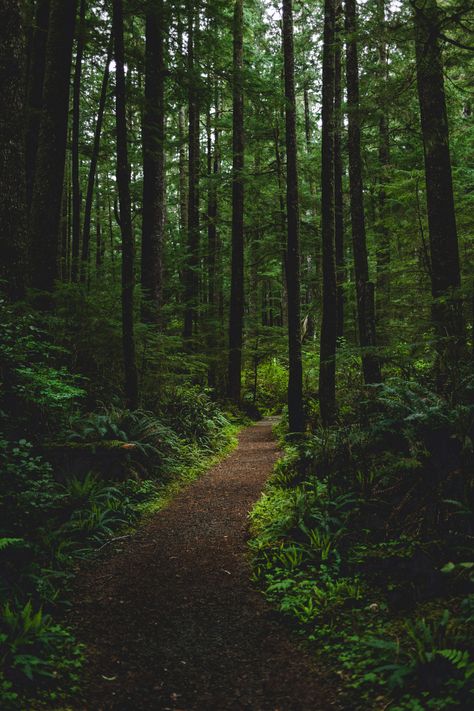 Imagenes Aesthetic, Dark Naturalism, Dark Forest Aesthetic, Hiking Photography, Forest Trail, Forest Path, Forest Wallpaper, Walk In The Woods, Tree Forest