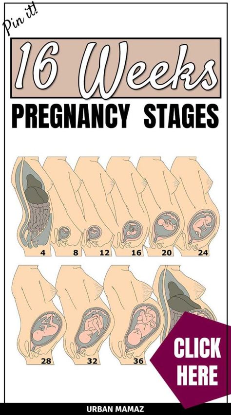 Pregnancy guide - 16 weeks. Are you pregnant? Wondering how is your baby developing? Discover your baby and pregnancy development - Week by week pregnancy guide- pregnancy trimesters, all the pregnancy stages- click here to read about 16 weeks pregnancy》 #pregnancy #pregnancyguide #16weekspregnant #newmom #motherhood #baby #babydevelopment #weekbyweekpregnancyguide Pregnancy Development, Body Changes During Pregnancy, Week By Week Pregnancy, 16 Weeks Pregnant, Pregnancy Guide, Pregnancy Information, Baby Facts, 16 Weeks, Trimesters Of Pregnancy