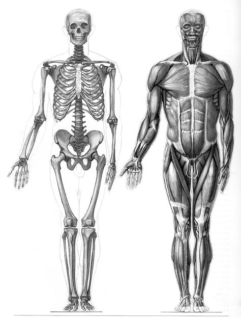 Anatomy Drawing Body Proportions, Human Skeleton Anatomy, Skeleton Anatomy, Skeleton Drawings, Dancing Drawings, Animal Illustration Art, Human Body Anatomy, Human Anatomy Drawing, Human Figure Drawing