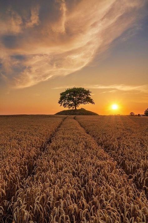 Nature Appreciation, Horse Background, Gold Wallpaper Background, Farm Lifestyle, Fields Of Gold, Photography Pics, Wheat Field, Space Photos, Stunning Photography