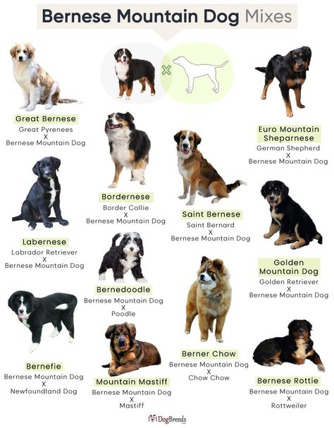 List of Popular Bernese Mountain Dog Mixes With Pictures Border Collie Bernese Mountain Dog, Cute Mixed Dog Breeds, Mini Bernese Mountain Dog Full Grown, Bernese Mix Dogs, Bernese Mountain Dog Aesthetic, Mix Dog Breeds, Mini Bernese Mountain Dog, Cute Dogs Aesthetic, Best Big Dog Breeds