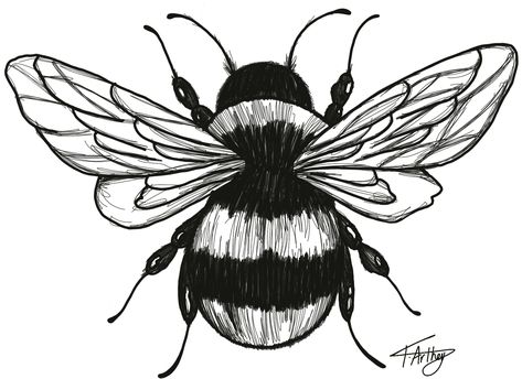 Bumble bee / black and white / drawing / tattoo / fine line Black And White Bee Drawing, Bumble Bee Tattoo Outline, Bumble Bee Line Art, Bumble Bee Drawings, Bee Drawing Black And White, Bee Outline Drawing, Bubble Bee Drawing, Bee Wings Drawing, Bumble Bee Drawing Simple