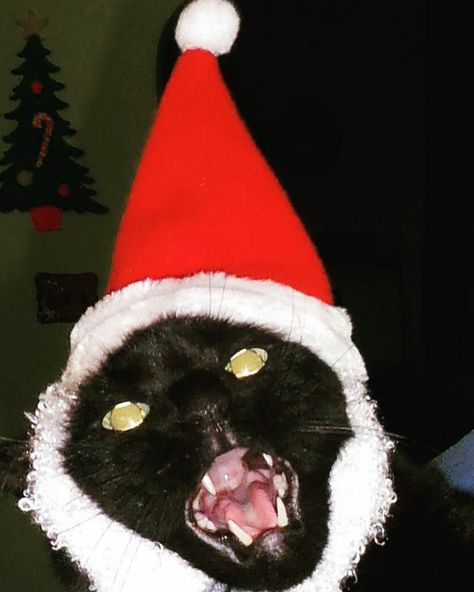 My friend may or may not have summoned a demon when she tried to bring a little Christmas cheer to the cat. Cat Boy Pfp, Cat Pfp Cute, Christmas Cat Memes, Christmas Cat Pfp, Pfp Christmas, Grumpy Cat Christmas, Cute Christmas Cat, Pfp Cartoon, Funny Christmas Pictures