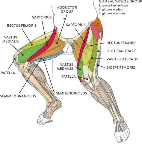 Leg Muscles Diagram, Leg Muscles Anatomy, Body Muscle Anatomy, Muscle Diagram, Leg Anatomy, Human Muscle Anatomy, Drawing Legs, Basic Anatomy And Physiology, Human Body Anatomy