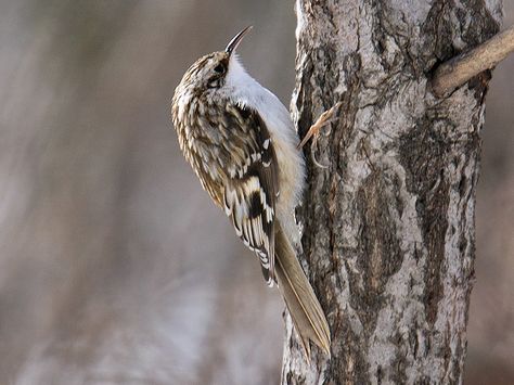 Brown Creeper, Nuthatches, Dull Colors, Tree Bark, Creepers, Bird Watching, Lab, Birds, Photo And Video